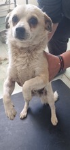 NINO, Hund, Mischlingshund in Rumänien - Bild 4