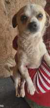 NINO, Hund, Mischlingshund in Rumänien - Bild 6