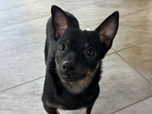 BISCUIT, Hund, Chihuahua-Mix in Malta - Bild 1