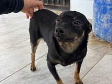 BISCUIT, Hund, Chihuahua-Mix in Malta - Bild 2