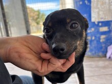 BISCUIT, Hund, Chihuahua-Mix in Malta - Bild 3