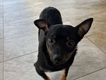 BISCUIT, Hund, Chihuahua-Mix in Malta - Bild 4