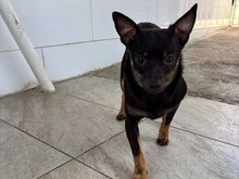 BISCUIT, Hund, Chihuahua-Mix in Malta - Bild 5