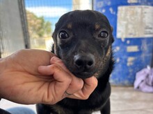 BISCUIT, Hund, Chihuahua-Mix in Malta - Bild 6