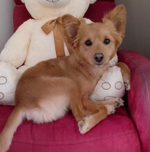 MILO, Hund, Mischlingshund in Italien - Bild 1