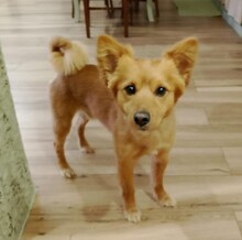 MILO, Hund, Mischlingshund in Italien - Bild 10