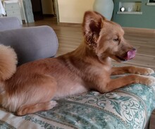 MILO, Hund, Mischlingshund in Italien - Bild 11