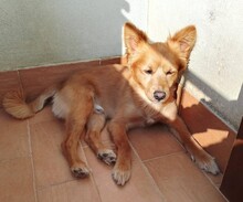 MILO, Hund, Mischlingshund in Italien - Bild 12