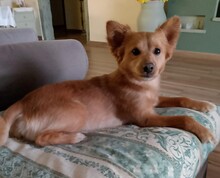 MILO, Hund, Mischlingshund in Italien - Bild 13