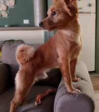 MILO, Hund, Mischlingshund in Italien - Bild 14