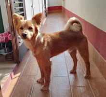 MILO, Hund, Mischlingshund in Italien - Bild 2