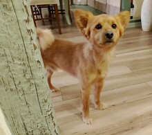 MILO, Hund, Mischlingshund in Italien - Bild 3