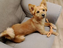 MILO, Hund, Mischlingshund in Italien - Bild 4