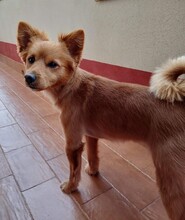 MILO, Hund, Mischlingshund in Italien - Bild 5