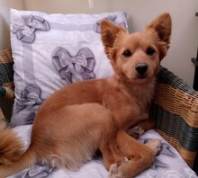 MILO, Hund, Mischlingshund in Italien - Bild 6