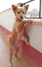 MILO, Hund, Mischlingshund in Italien - Bild 7