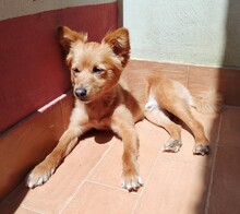 MILO, Hund, Mischlingshund in Italien - Bild 8