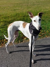 JARO, Hund, Galgo Español in Sundern - Bild 1