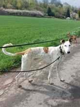 JARO, Hund, Galgo Español in Sundern - Bild 10