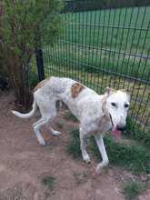 JARO, Hund, Galgo Español in Sundern - Bild 11