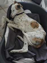 JARO, Hund, Galgo Español in Sundern - Bild 13