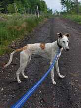 JARO, Hund, Galgo Español in Sundern - Bild 14