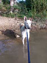JARO, Hund, Galgo Español in Sundern - Bild 15