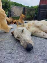JARO, Hund, Galgo Español in Sundern - Bild 16
