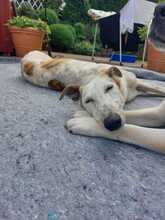 JARO, Hund, Galgo Español in Sundern - Bild 17