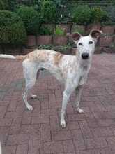 JARO, Hund, Galgo Español in Sundern - Bild 18