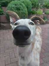 JARO, Hund, Galgo Español in Sundern - Bild 19