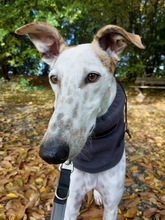 JARO, Hund, Galgo Español in Sundern - Bild 2