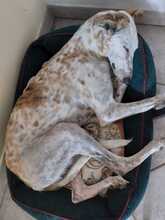JARO, Hund, Galgo Español in Sundern - Bild 20