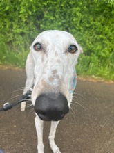 JARO, Hund, Galgo Español in Sundern - Bild 3