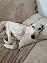 JARO, Hund, Galgo Español in Sundern - Bild 4