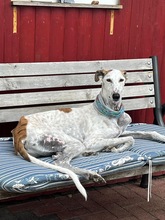 JARO, Hund, Galgo Español in Sundern - Bild 5
