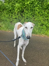 JARO, Hund, Galgo Español in Sundern - Bild 6