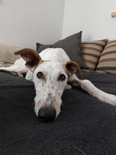 JARO, Hund, Galgo Español in Sundern - Bild 7