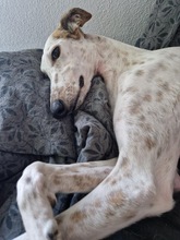 JARO, Hund, Galgo Español in Sundern - Bild 8
