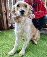 KELLY, Hund, Mischlingshund in Rumänien - Bild 1