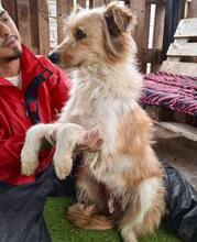 KELLY, Hund, Mischlingshund in Rumänien - Bild 10