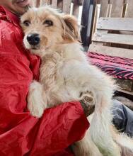 KELLY, Hund, Mischlingshund in Rumänien - Bild 11