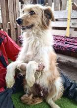 KELLY, Hund, Mischlingshund in Rumänien - Bild 13