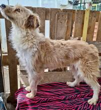 KELLY, Hund, Mischlingshund in Rumänien - Bild 14