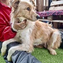 KELLY, Hund, Mischlingshund in Rumänien - Bild 15