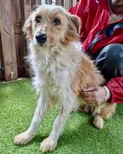 KELLY, Hund, Mischlingshund in Rumänien - Bild 3