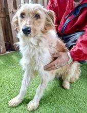 KELLY, Hund, Mischlingshund in Rumänien - Bild 5