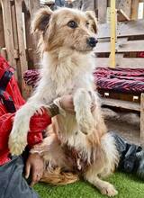 KELLY, Hund, Mischlingshund in Rumänien - Bild 8