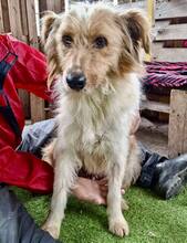 KELLY, Hund, Mischlingshund in Rumänien - Bild 9
