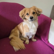 ELENORA, Hund, Mischlingshund in Kallmünz